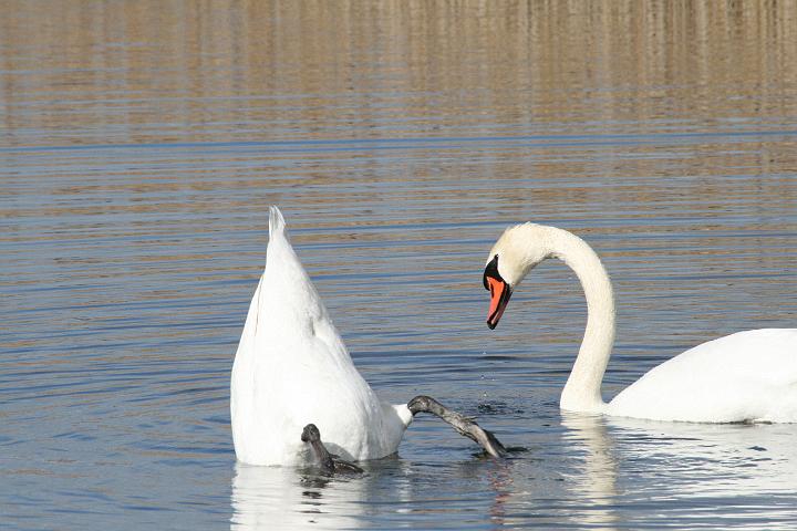 IMG_1126.JPG