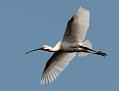 IMG_6018b