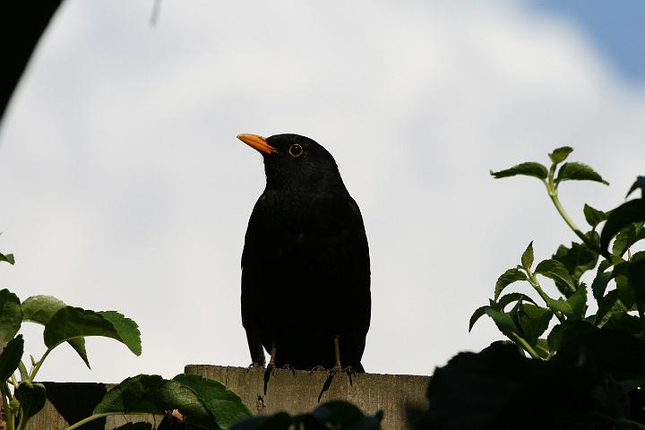 IMG_5115.JPG