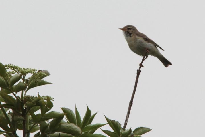 IMG_4720.JPG