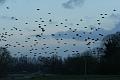 IMG_1648
