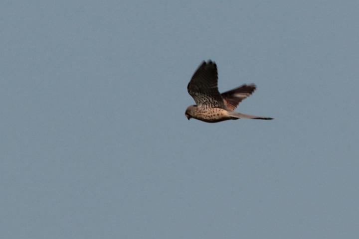 IMG_5156.JPG