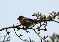 IMG_1808b