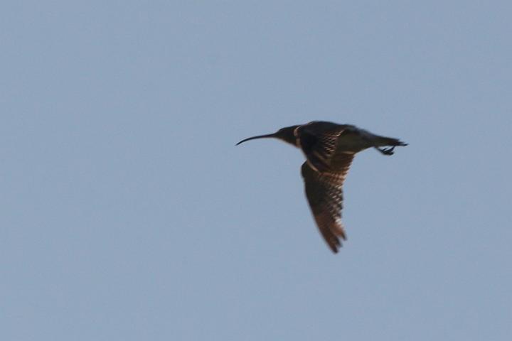 IMG_4064.JPG